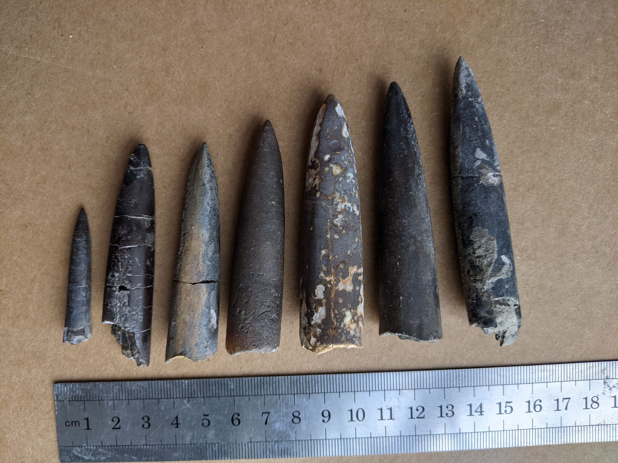 images/fossils/belemnites_01.jpg