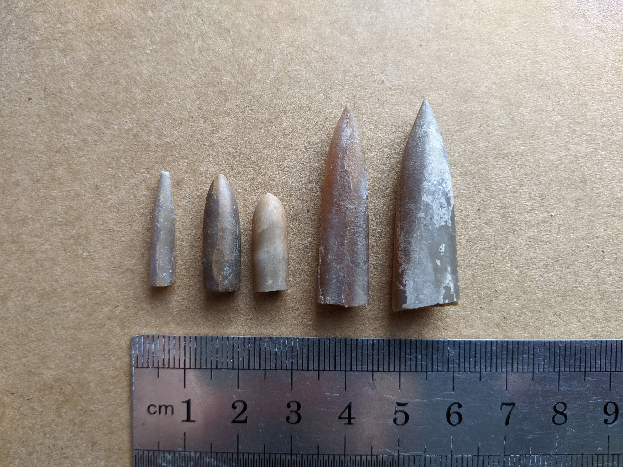 images/fossils/belemnites_02.jpg