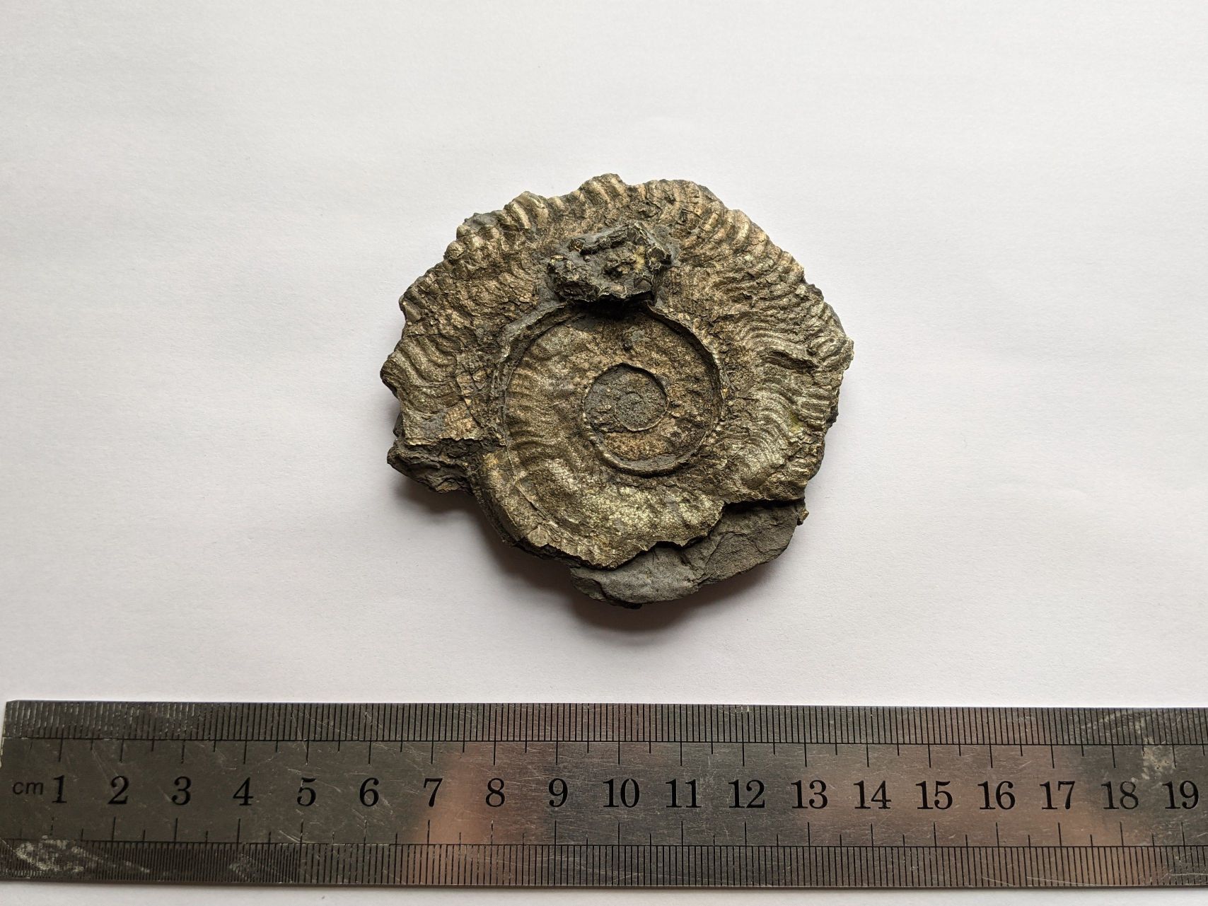 images/fossils/harpoceras_01.jpg