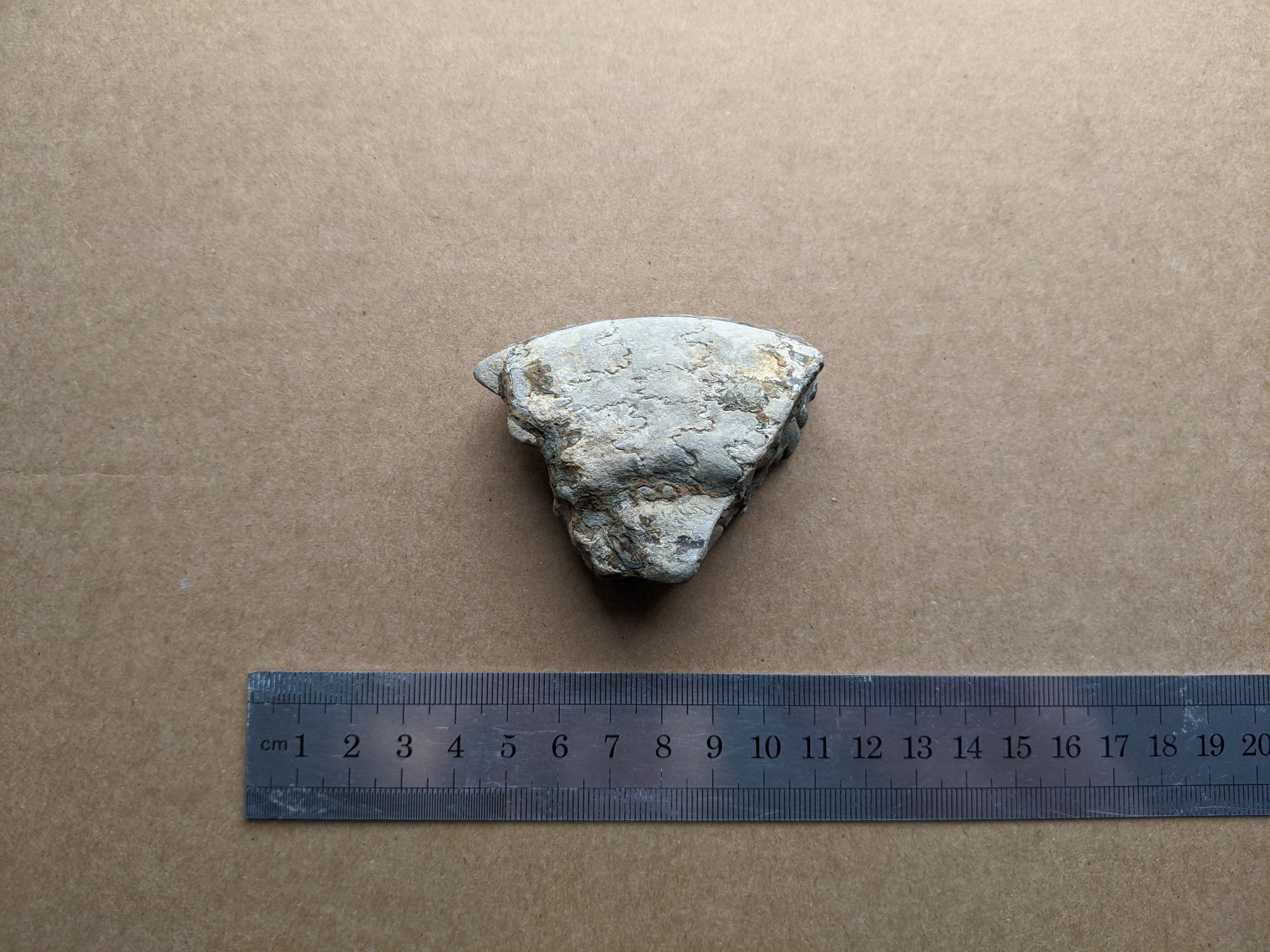 images/fossils/hildoceras_01.jpg