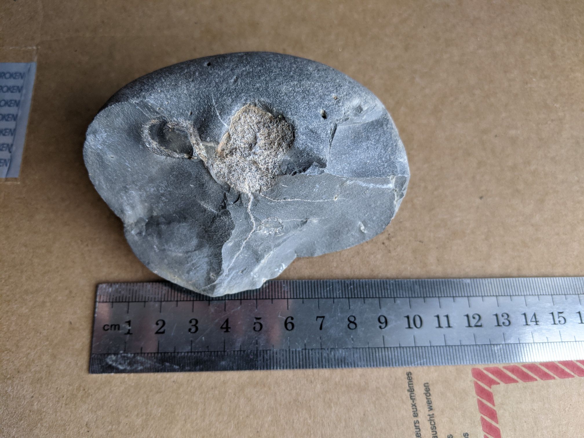 images/fossils/ich_01.jpg