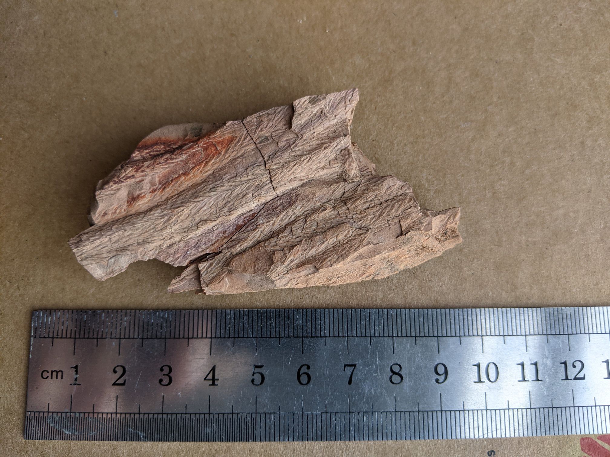images/fossils/lepid_01.jpg