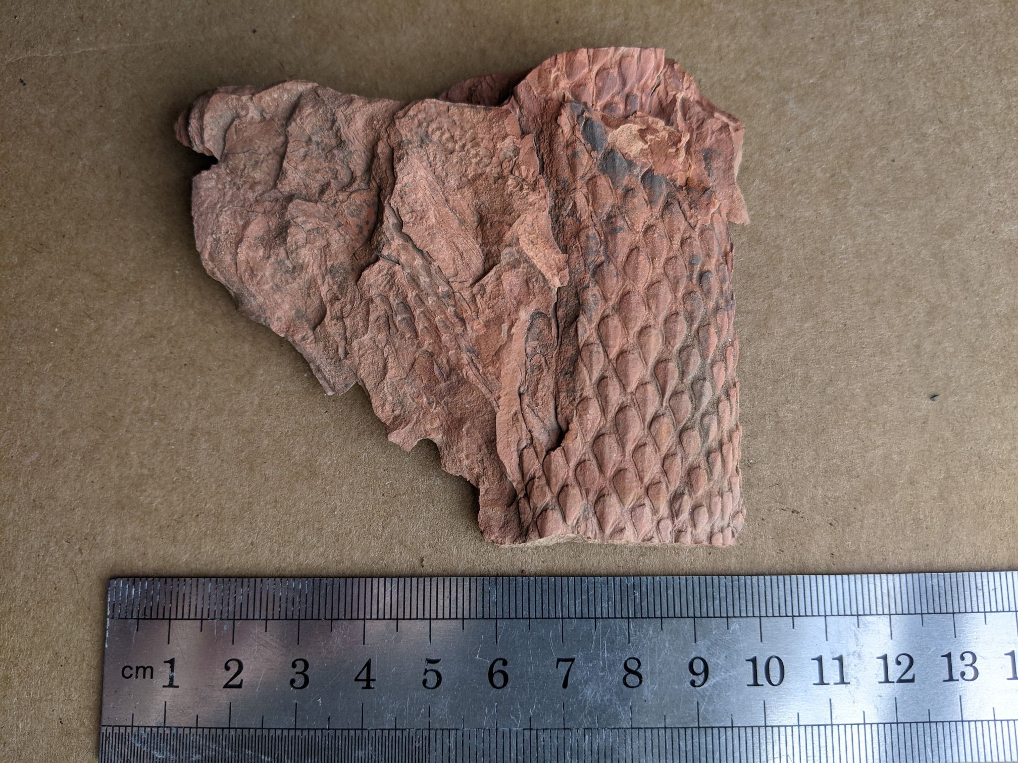 images/fossils/lepid_02.jpg
