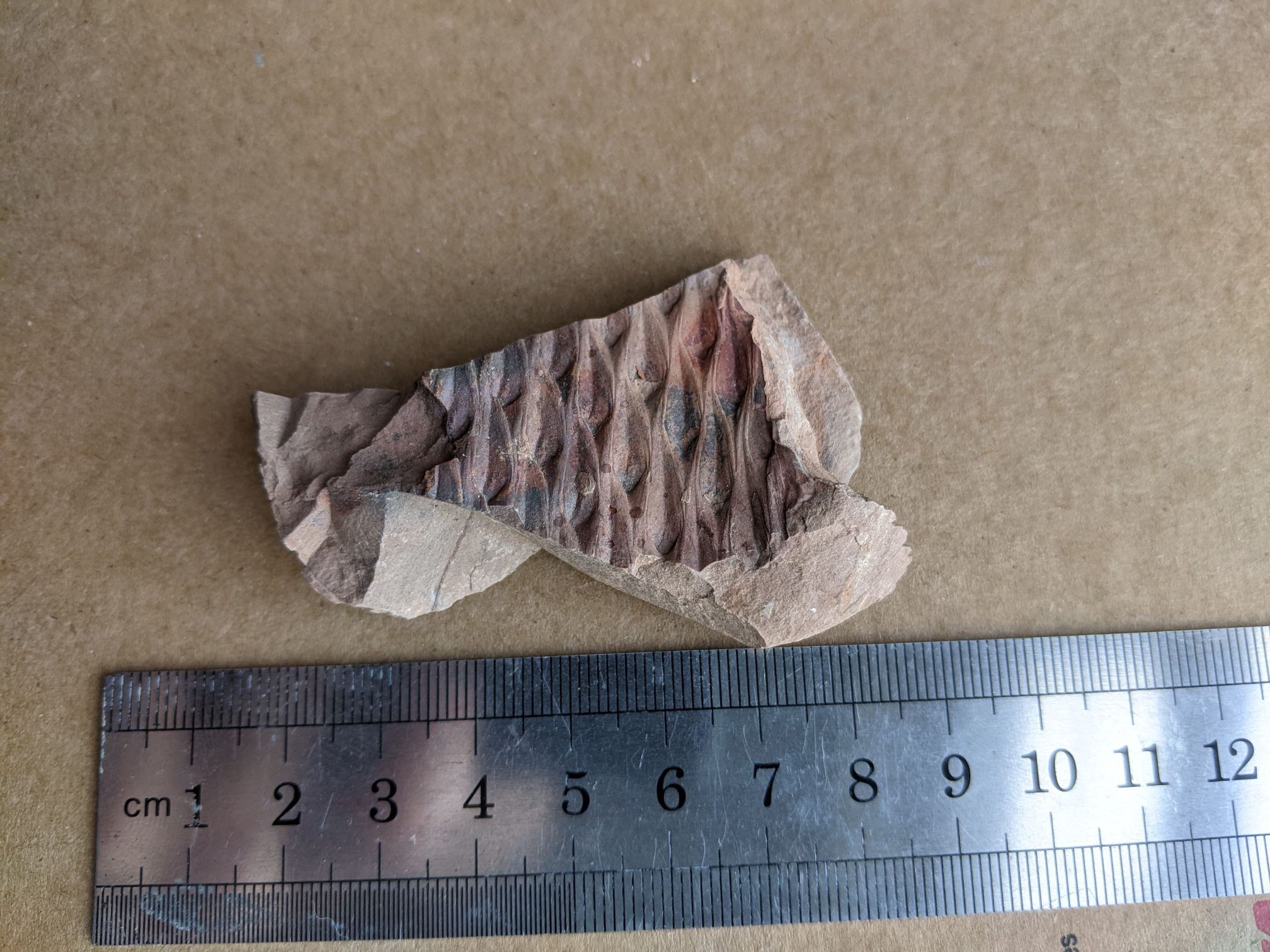 images/fossils/lepid_03.jpg