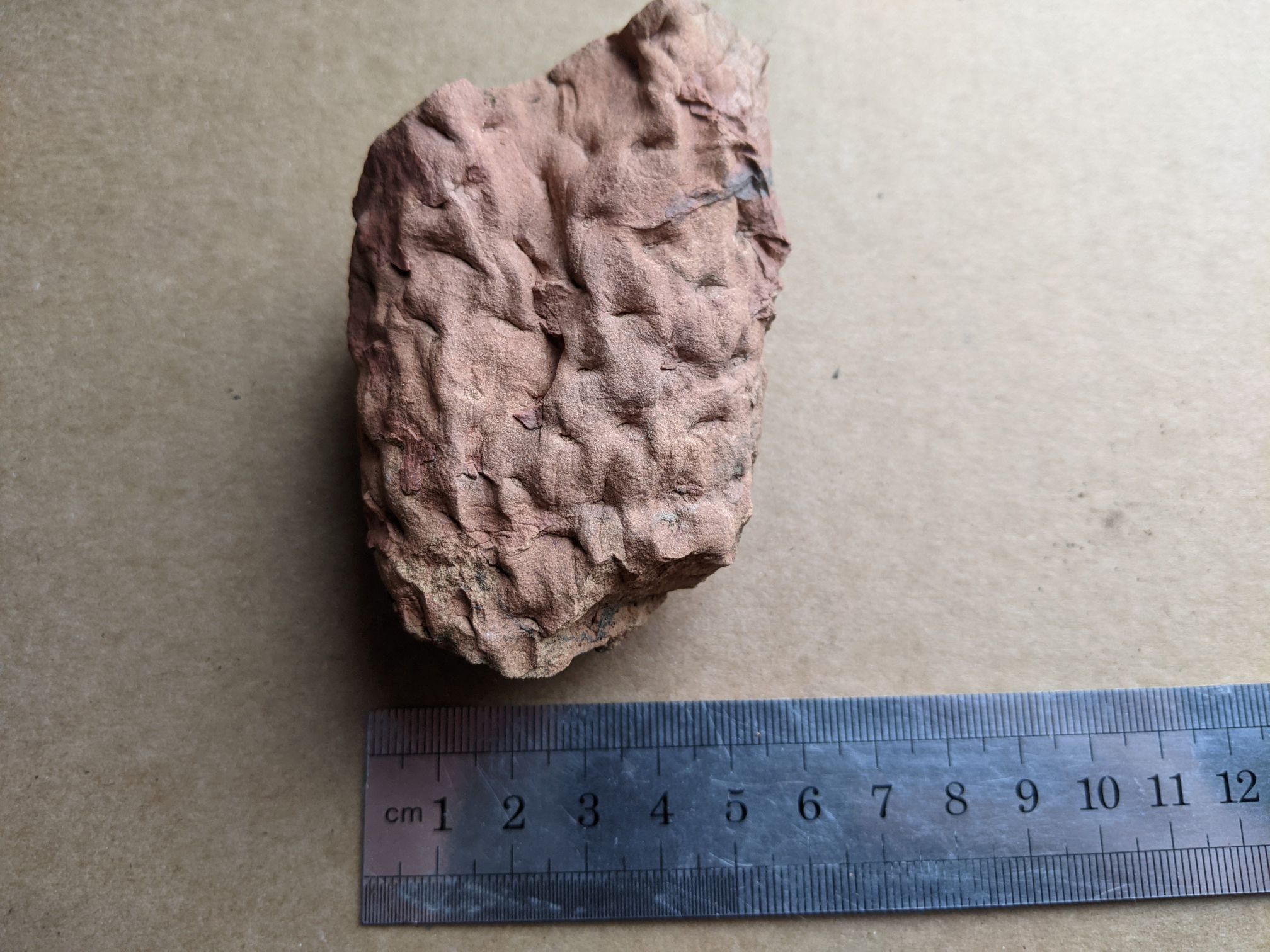 images/fossils/lepid_04.jpg