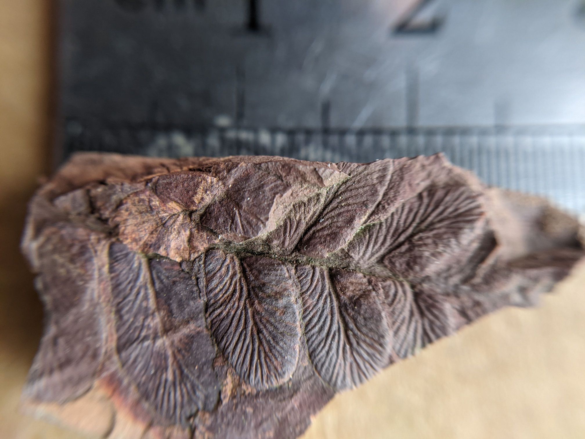 images/fossils/neuropteris_02.jpg