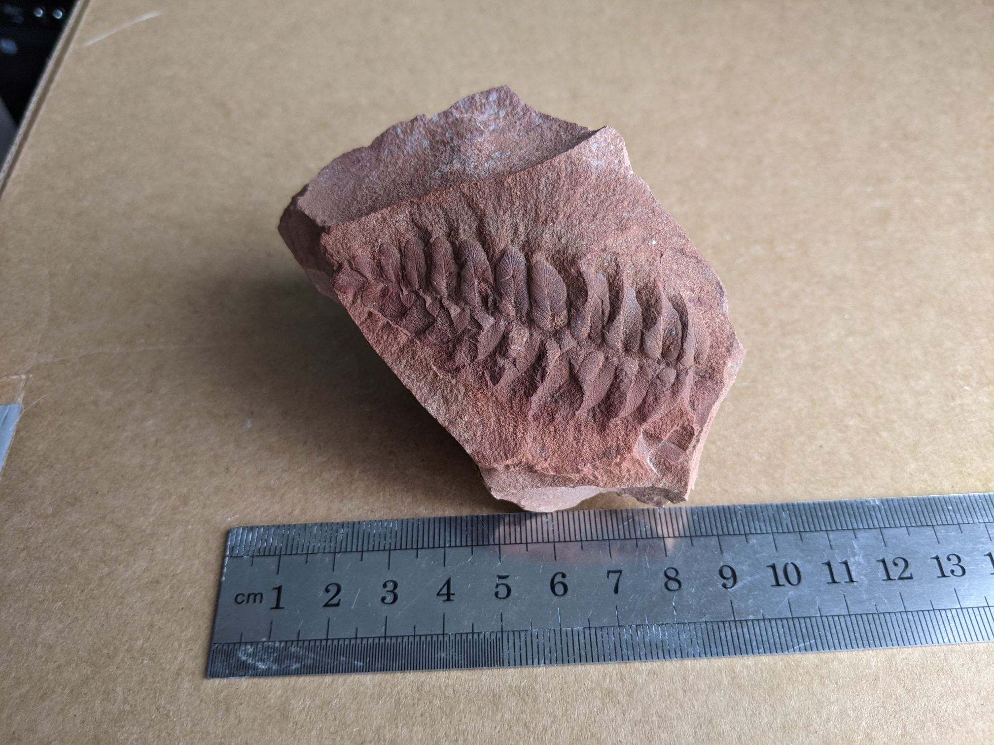 images/fossils/neuropteris_03.jpg