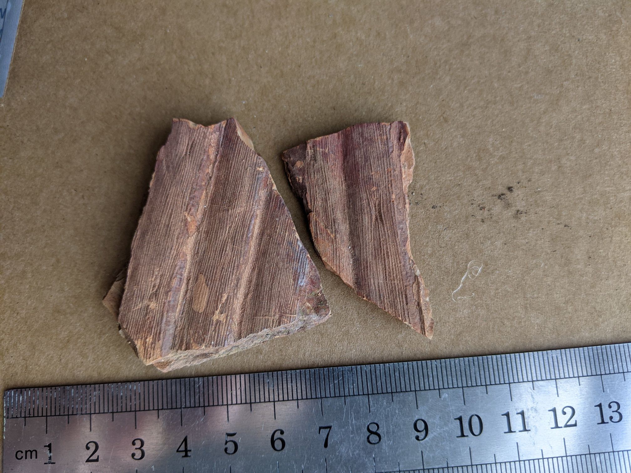 images/fossils/sigil_01.jpg