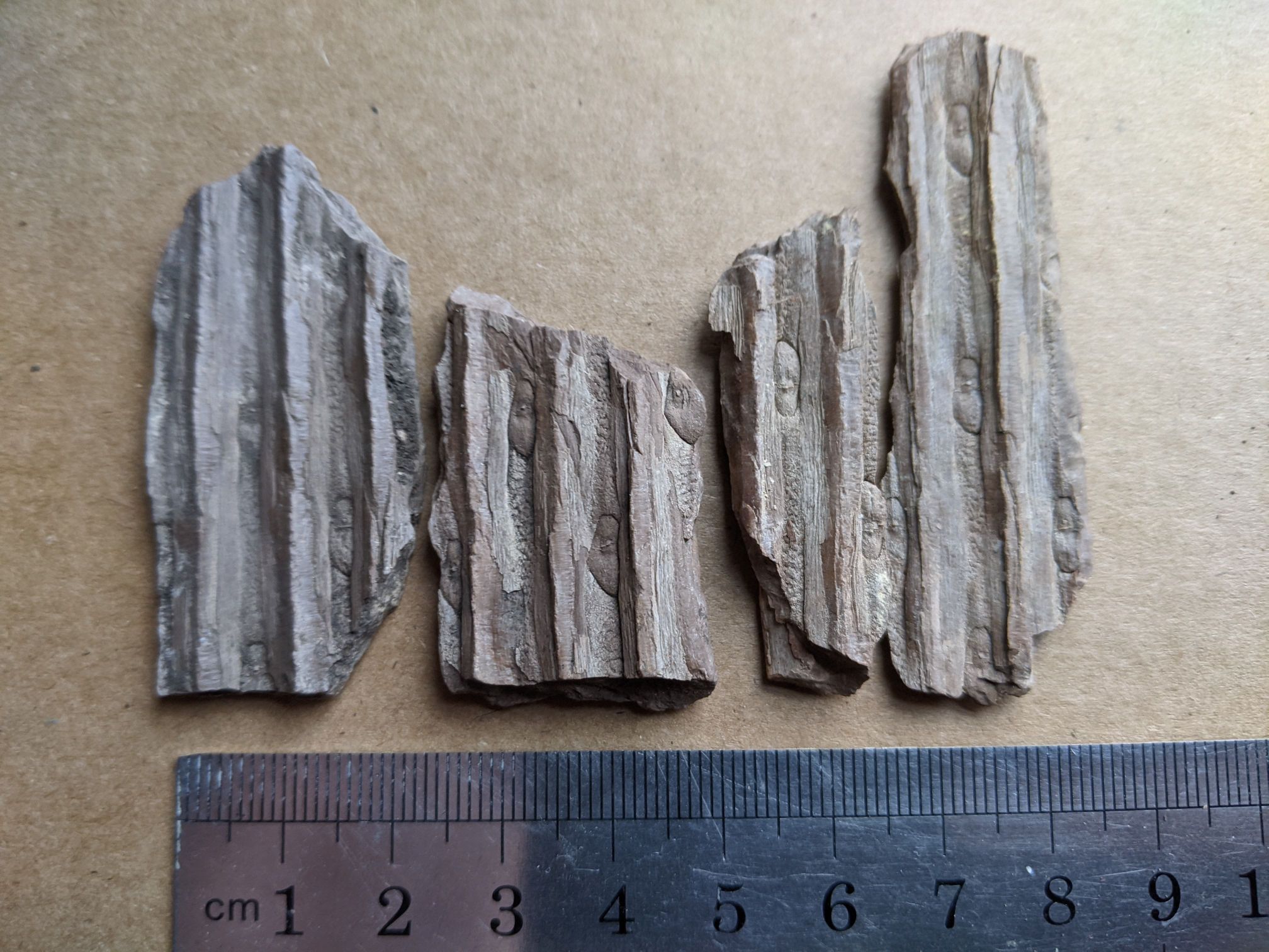 images/fossils/sigil_02.jpg